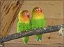agapornis